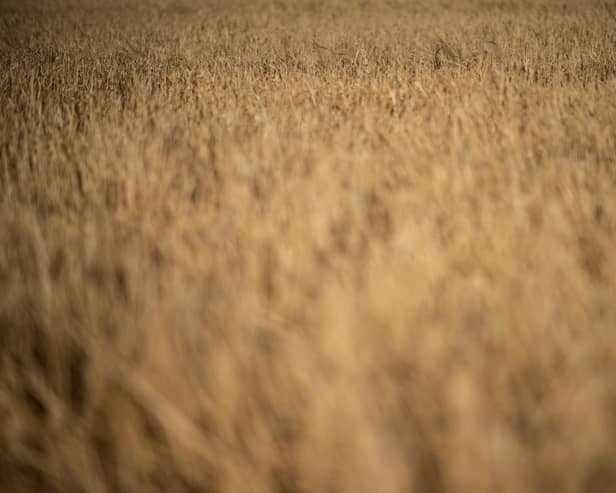 A photo taken in the UK yesterday (Photo by BEN STANSALL/AFP via Getty Images)