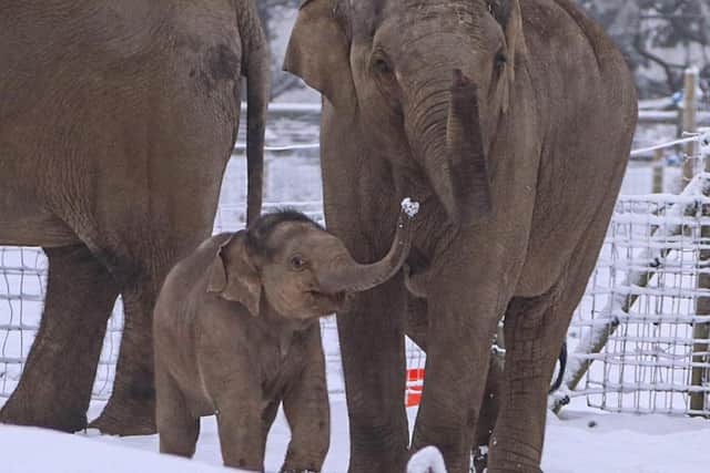 Four-month-old elephant Nang Phaya shows off snow to the rest of the herd