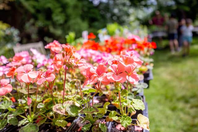 Home-grown plants at the Hearing Dogs plant and cake sale