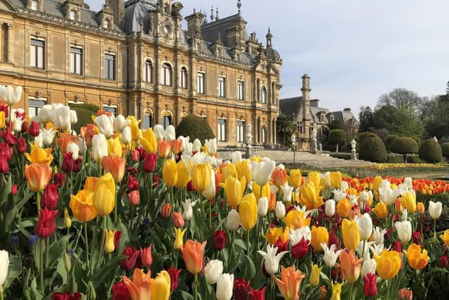 Tulips on Parterre 2022 (c) Waddesdon, A Rothschild House & Gardens. (Photo by Elspeth Osman-Allu)