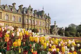Tulips on Parterre 2022 (c) Waddesdon, A Rothschild House & Gardens. (Photo by Elspeth Osman-Allu)