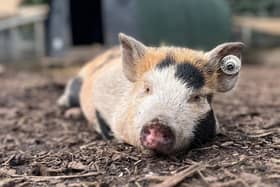 A pampered pig at the Amersham attraction - Animal News Agency