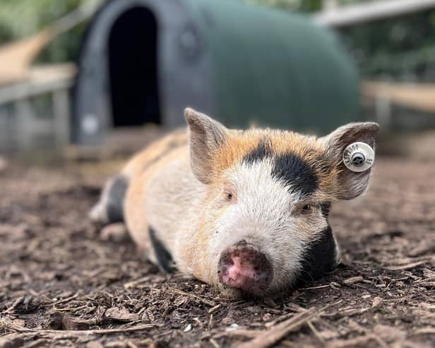 A pampered pig at the Amersham attraction - Animal News Agency