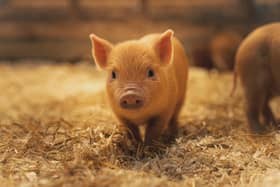 One of the little piglets which were born just before Christmas - Animal News Agency