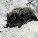 the rare Barbastelle Bat, photo from Jan Svetlik (c)
