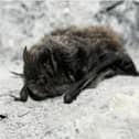 the rare Barbastelle Bat, photo from Jan Svetlik (c)