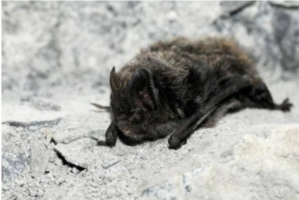 the rare Barbastelle Bat, photo from Jan Svetlik (c)
