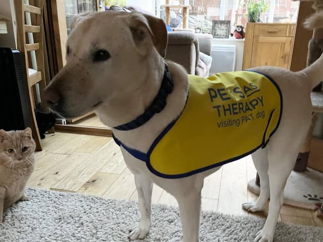 Peps in his PAT dog uniform