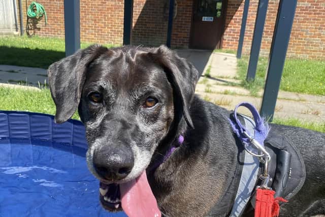 More animals need rescuing in Bucks as adoption figures fall