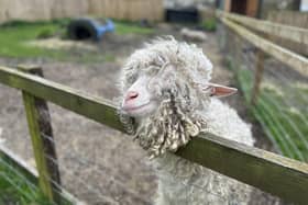 This goat is gearing up for Easter fun - Animal News Agency