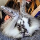 The RSPCA is urging animal owners to follow advice to keep pets, livestock and wildlife safe as the Met Office warns Storm Austen will bring strong winds across the UK today (October 23) with Storm Boelo bringing severe weather at the weekend.