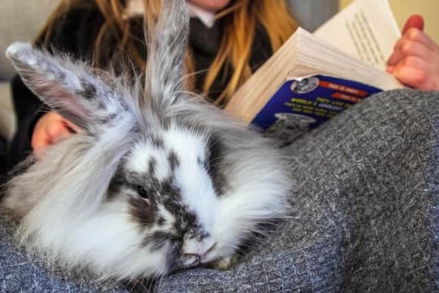 The RSPCA is urging animal owners to follow advice to keep pets, livestock and wildlife safe as the Met Office warns Storm Austen will bring strong winds across the UK today (October 23) with Storm Boelo bringing severe weather at the weekend.