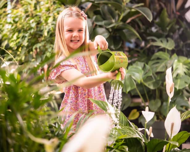 Little Seedlings Ambassador Ella (age 5) is pictured watering houseplants at Dobbies