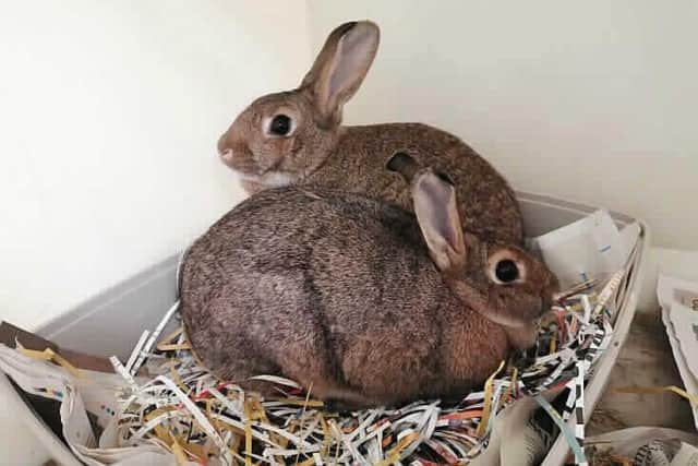 Luna and Hermione