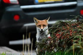 Foxes are also one of the mammals PTES is asking volunteers to look out for this spring.