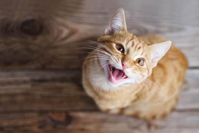 recent data suggests 1.5 million cats in the UK are not microchipped