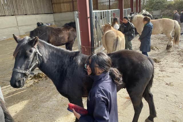 Students get to know the horses