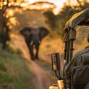 Elephant at a safari 