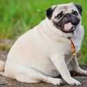 One third of Britain’s pooches are overweight according to survey