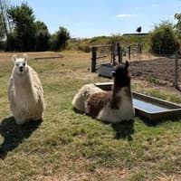 Leighton-Linslade family 'lost and distressed' as councils stop farm centre placements for youngsters with special needs