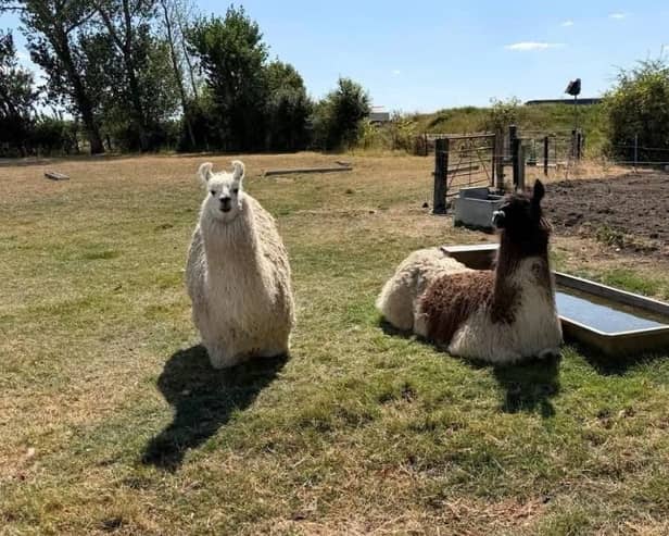 Animal Antiks. Image: Ashley Peters.