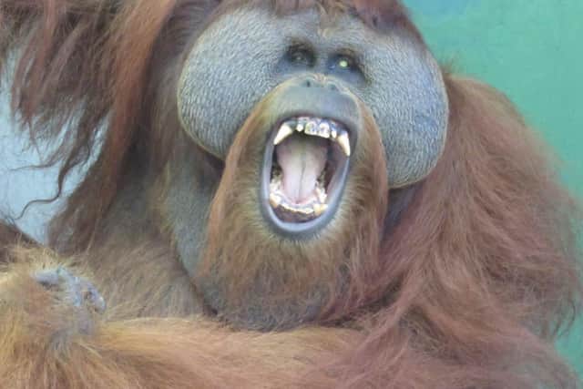 Leuser The Orangutan