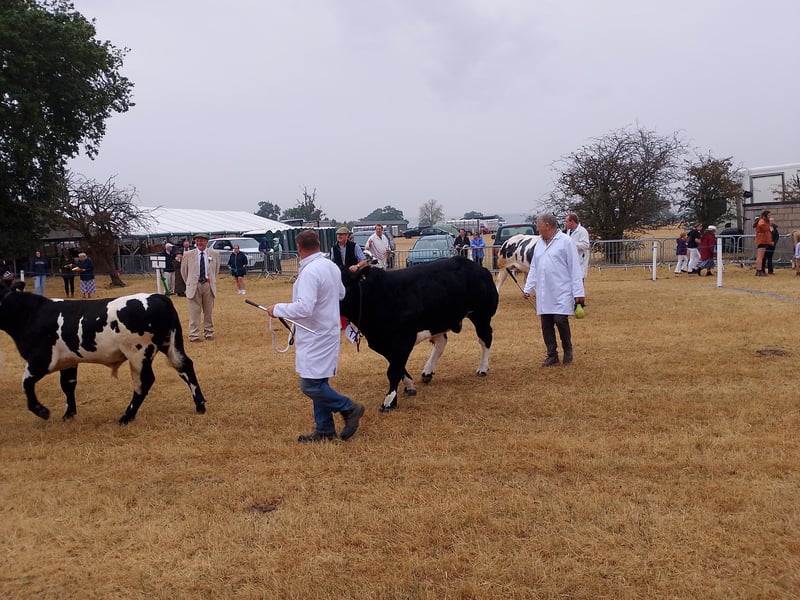 Cattle judging