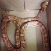 Police officers kept the snake in a box overnight