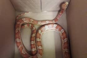 Police officers kept the snake in a box overnight