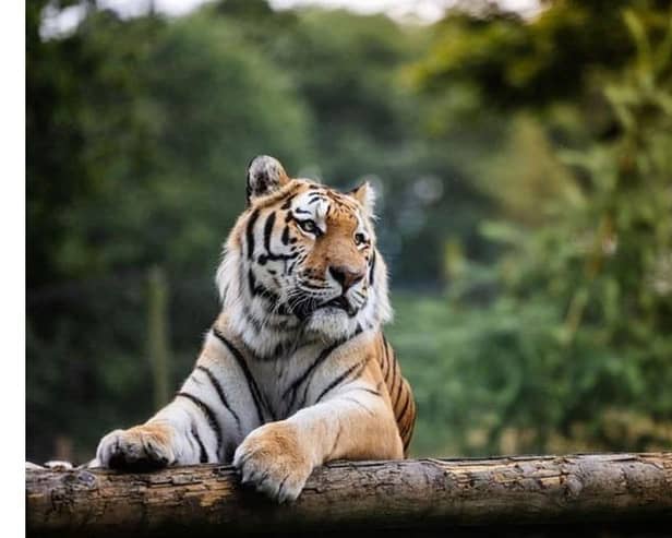 Win an unforgettable trip at Woburn Safari Park