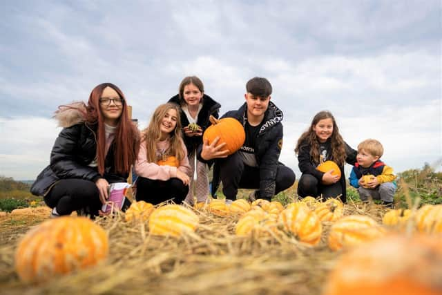 Earth Trust Pumpkin Patch returns this half-term