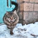 Nature's Pet is looking for Bucks cat owners who think their pet could be a star - Animal News Agency