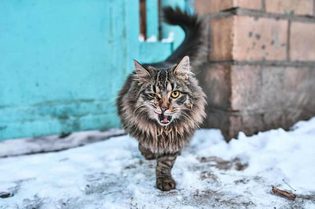 Nature's Pet is looking for Bucks cat owners who think their pet could be a star - Animal News Agency