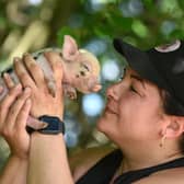 Kew Little Pigs owner Olivia Mikhail, photo by June Essex/Animal News Agency