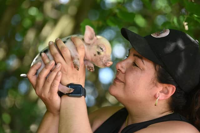 Kew Little Pigs owner Olivia Mikhail, photo by June Essex/Animal News Agency