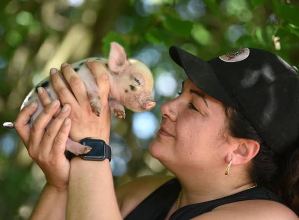 Kew Little Pigs owner Olivia Mikhail, photo by June Essex/Animal News Agency