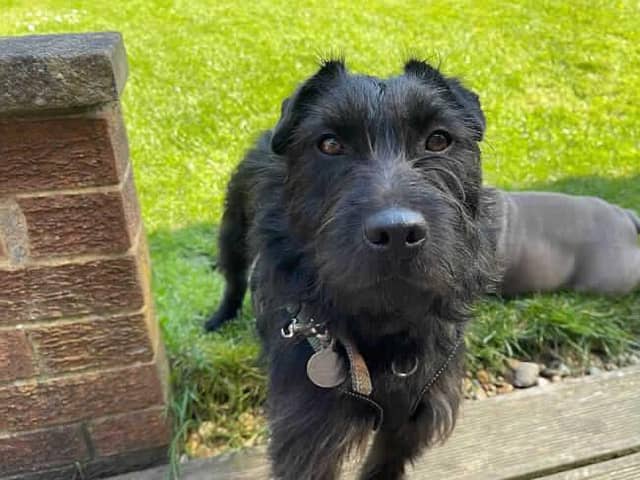 Butch lives at Blackberry Farm in Quainton