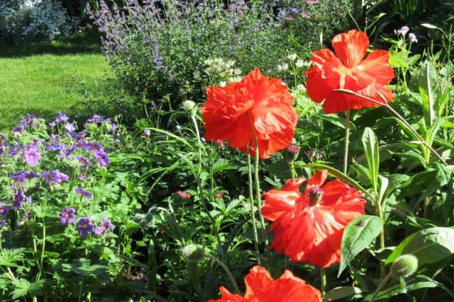 A splash of spring colour
