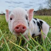 Piglets are due this week at the Bucks attraction - Animal News Agency