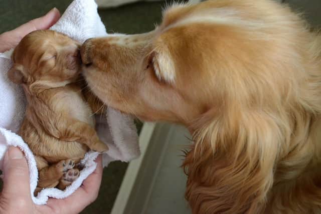 Learn about becoming a puppy parent