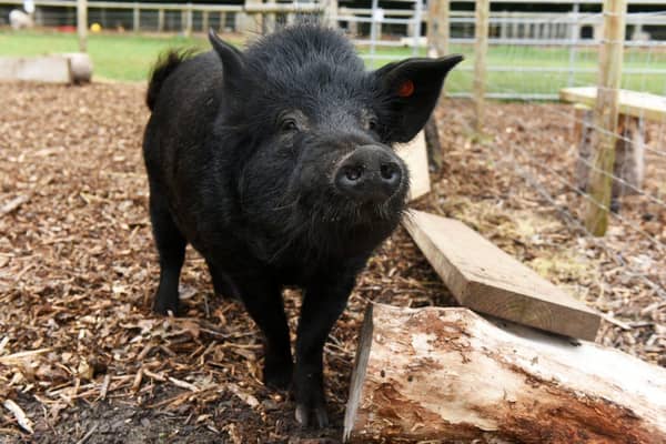 Blanket the boar - June Essex/ Animal News Agency