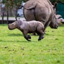 Baby southern white rhino running across paddock.