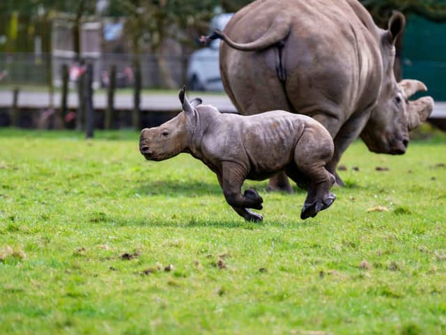 Baby southern white rhino running across paddock.