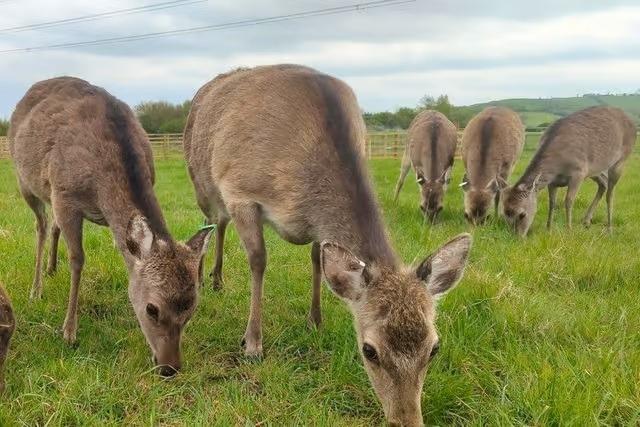 Hogfest has taken place at Hogshaw Farm through the half term break. Guests can enjoy a country féte, circus skills workshops, or just enjoy the beautiful nature and surroundings at the tourist site. The final day for the showcase is June 1.
