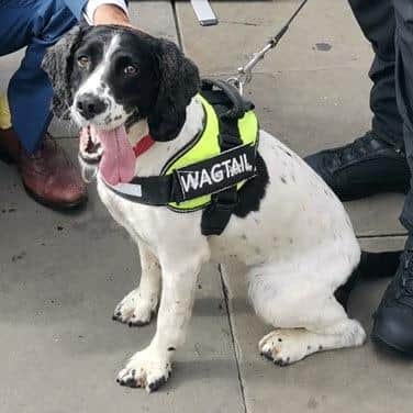 Pippa the sniffer dog from Wagtail UK