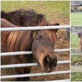 Pictured: Penny the pony who has been taken from her home.