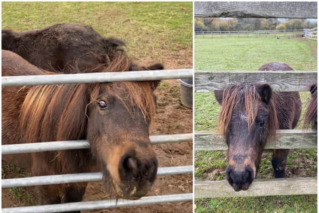 Pictured: Penny the pony who has been taken from her home.