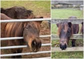 Pictured: Penny the pony who has been taken from her home.