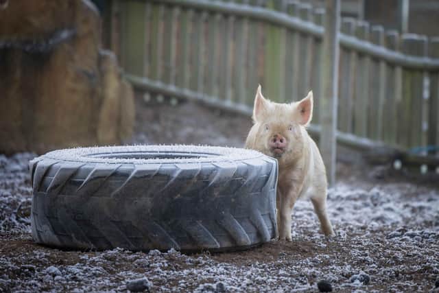 Farmyard Friends settling into their new home