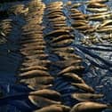 Chub carcasses found in 2017